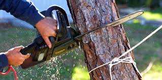 Best Fruit Tree Pruning  in Palmyra, MO