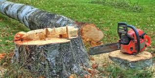 Best Tree Maintenance Programs  in Palmyra, MO