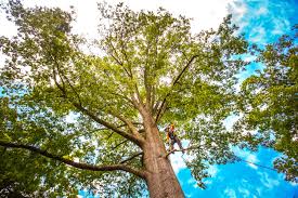  Palmyra, MO Tree Care Pros