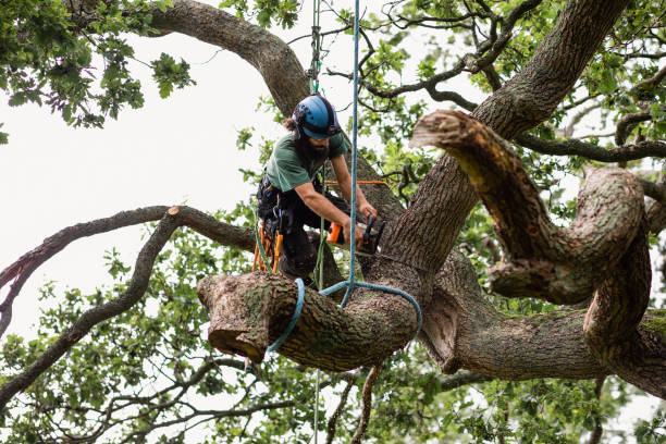 Best Leaf Removal  in Palmyra, MO