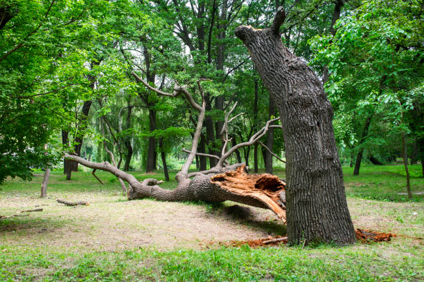 Best Tree Risk Assessment  in Palmyra, MO