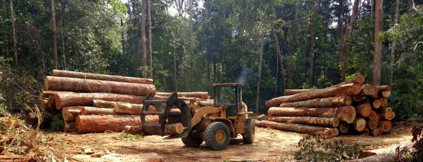 Best Arborist Consultation Services  in Palmyra, MO