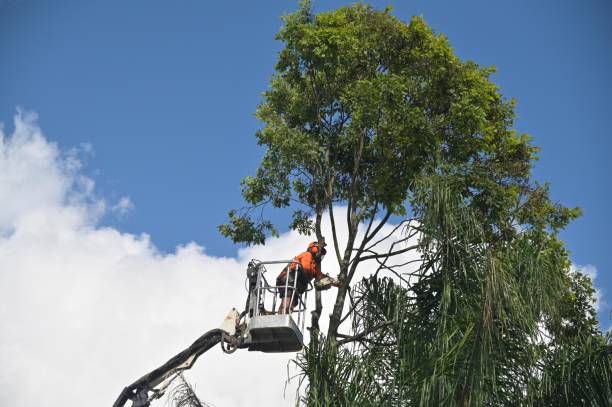 Best Tree Trimming and Pruning  in Palmyra, MO
