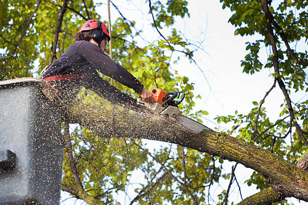 How Our Tree Care Process Works  in  Palmyra, MO